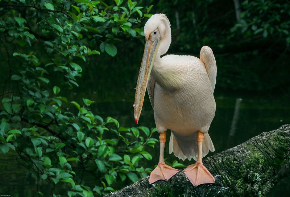 Gabon